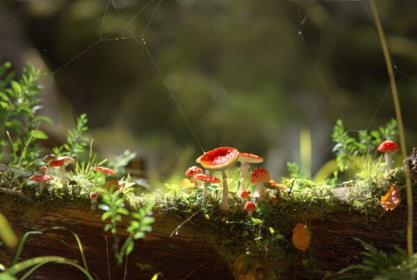 Muscaria