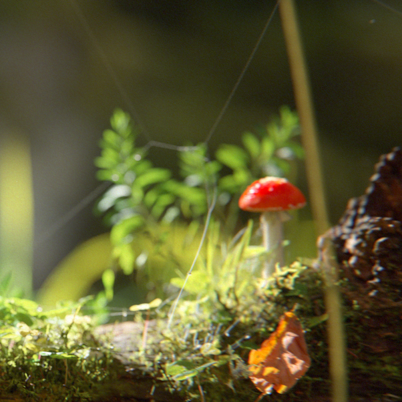 Close-up of a 3D fly agaric mushroom – Muscaria