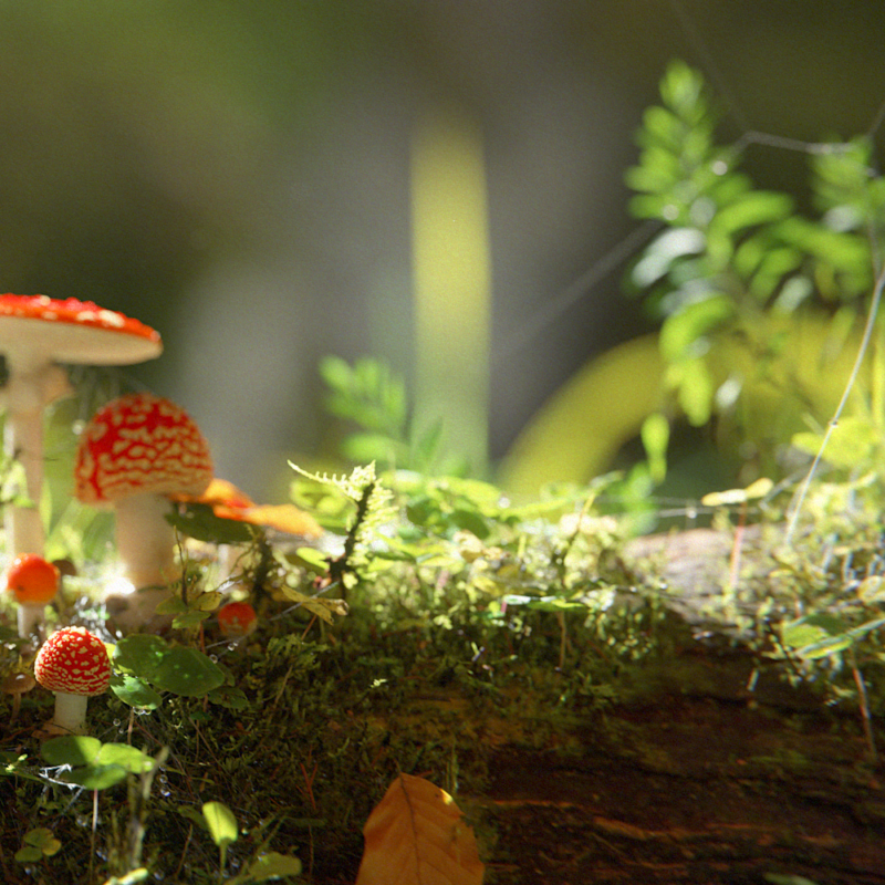 Close-up of a 3D fly agaric mushroom – Muscaria