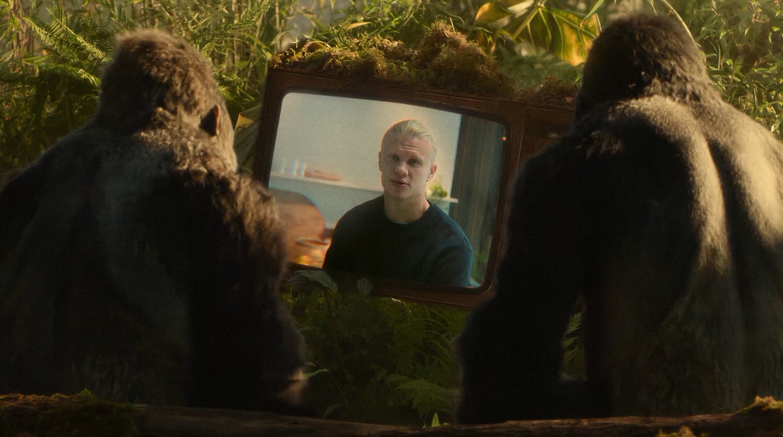 Two CG gorillas with Houdini-groomed fur watching Erling Haaland on a TV in the jungle – Godfisk