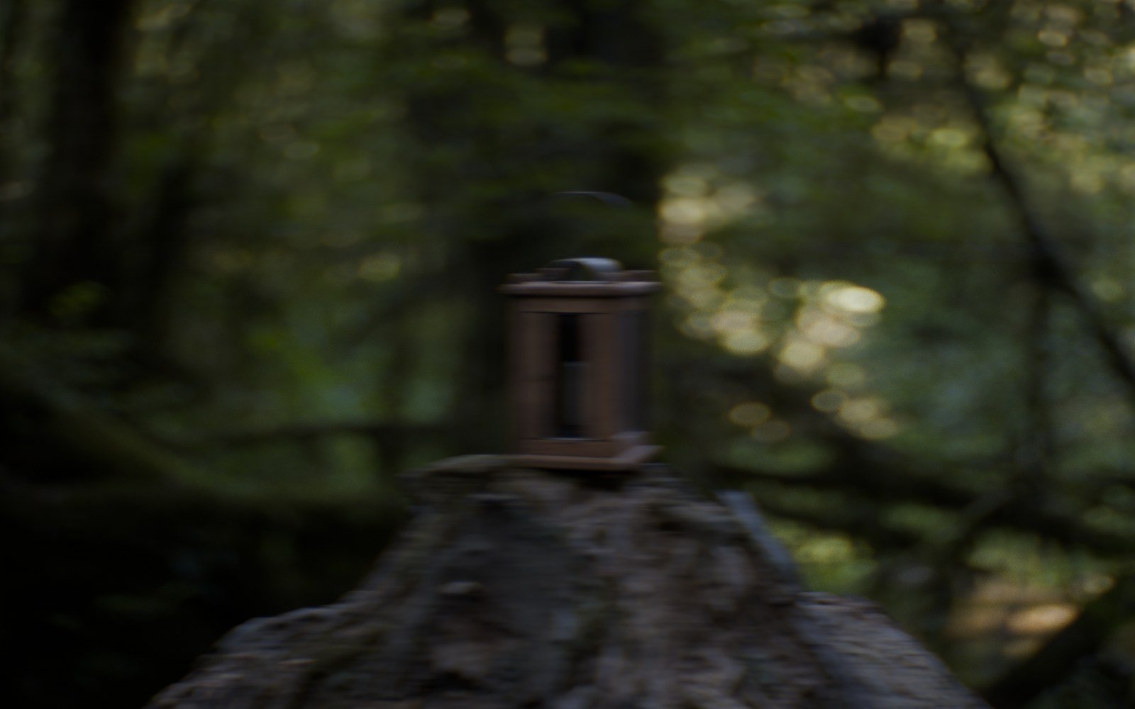 Woodland rendered through the Oris Anamorphic 75mm T2.2 (2x) lens