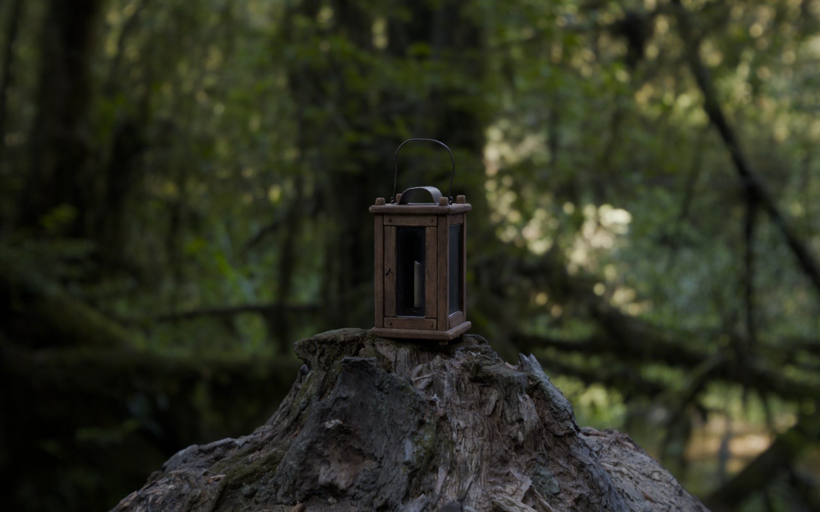Woodland rendered through the Oris Cooke Triplet 50mm f/3.5 lens